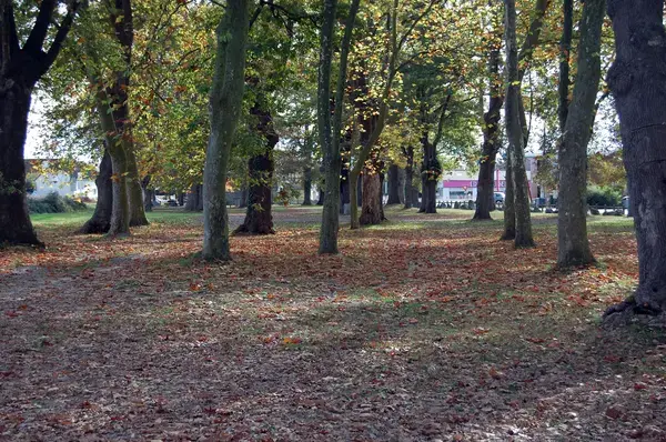 Solutions Monte Escalier Pose monte escalier Idron